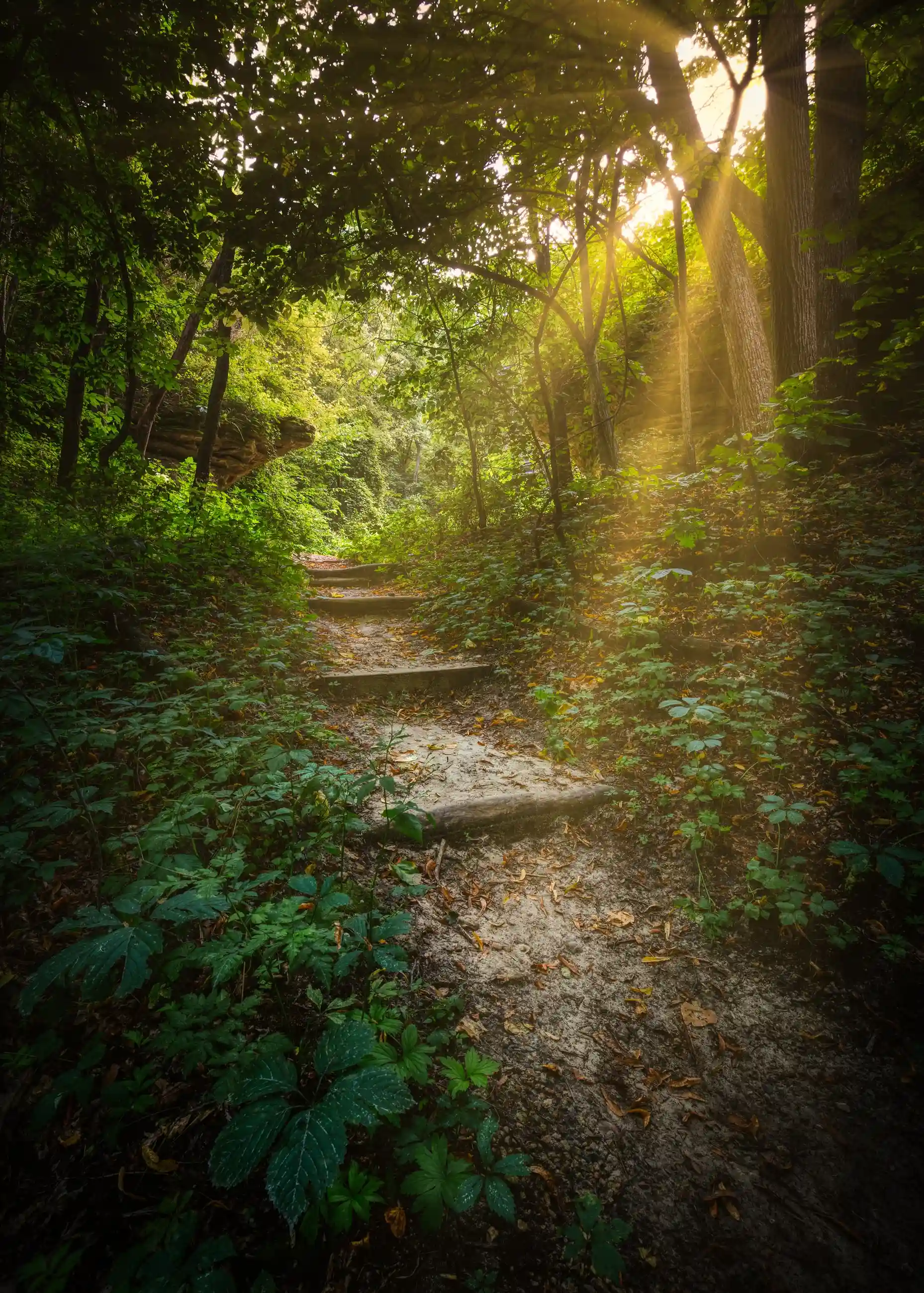 steps on a trail inside of a sunlit forest